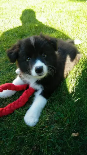 Filhotes de Border Collie | Amor que late de alegria.