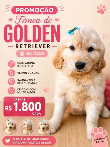 Golden Retriever