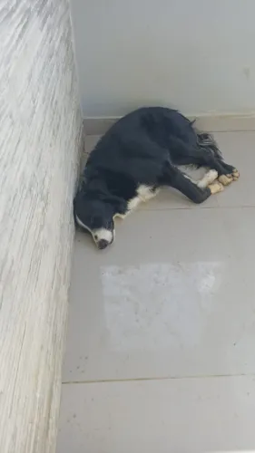 Border collie 1 ano e 7 meses