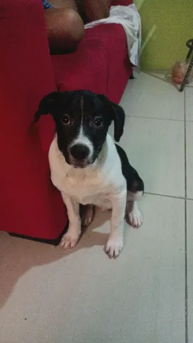 Doando cachorro 3 meses