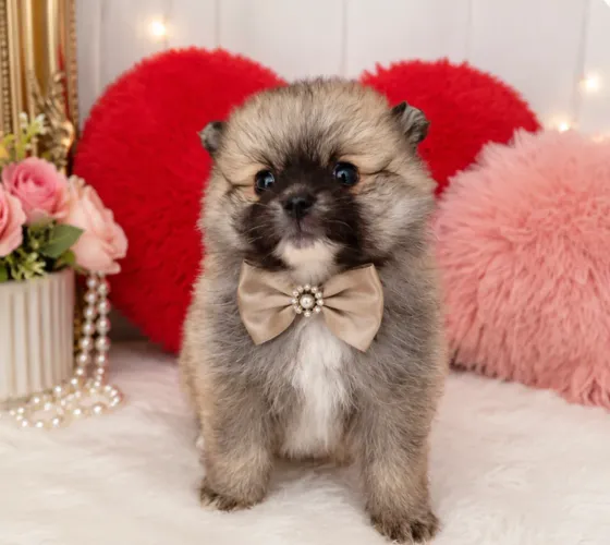 Spitz alemão Lulu da Pomerania 