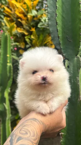 Spitz Alemão Anão