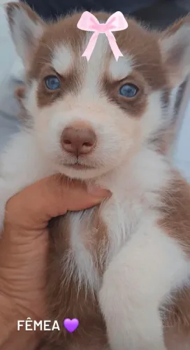 HUSKY SIBERIANO FÊMEA