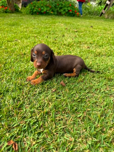 Dachshund 