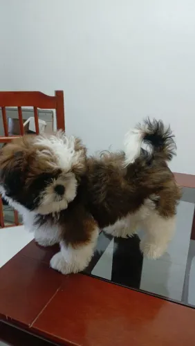 cachorro shih tzu de raça