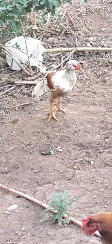 Frangos a venda 