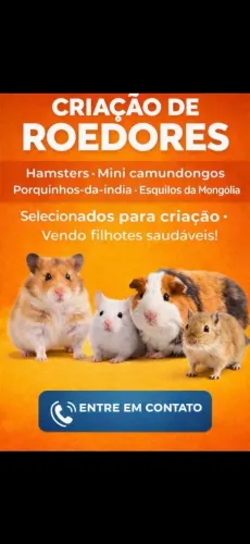 Pequenos Roedores#[direto do criador]