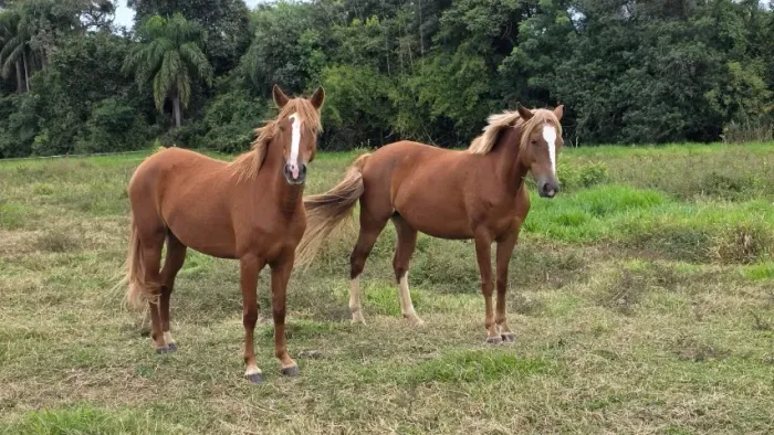 Éguas a venda 