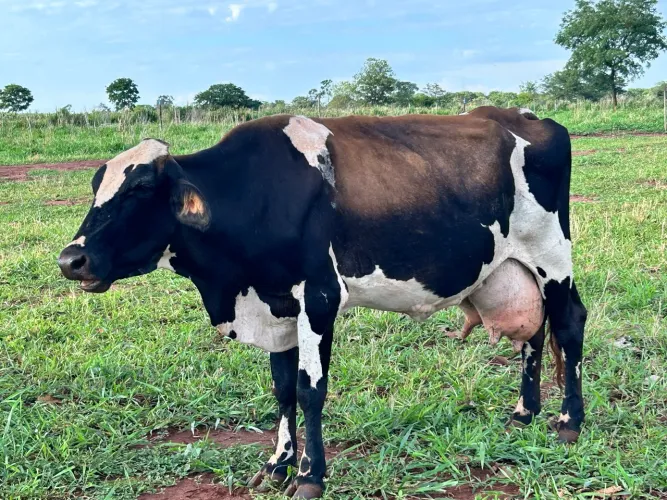 Vacas de leite