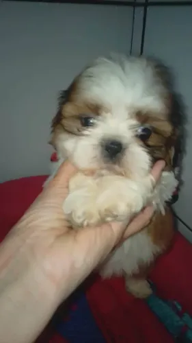 Filhote shih tzu, Seu novo cãopanheiro está pronto para mudar sua rotina!
