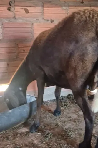 Vendo carnera enxertada de doper puro