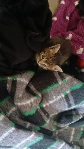 Gatinha pra adoção