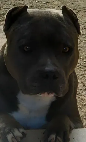 Cobertura American Bully Pedigree
