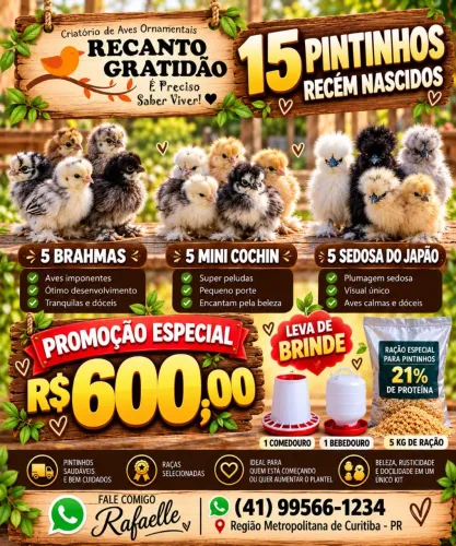 Aves Ornamentais 