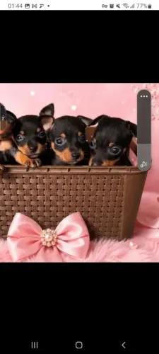 Pincher Mini OO 