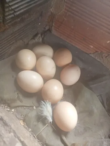Vendo ovos de galinha de capoeira