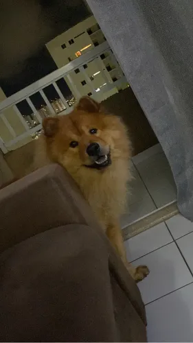 Procura-se namorada Chow Chow