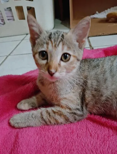 Gatinhas Castradas!