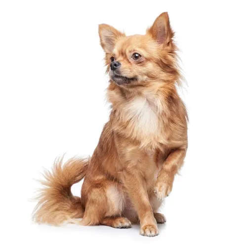 Chihuahuas ( micros)