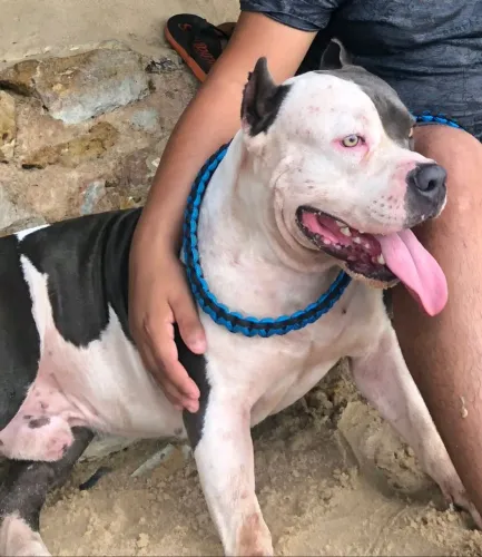 Pitbull para vender
