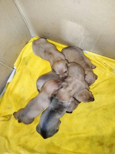 Machos de Basset, Teckel. A Pronta entrega! Consulte!