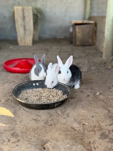 Mini coelho