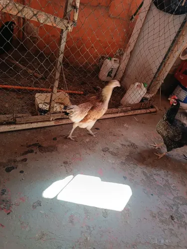 GALINHA R$ 50 Viva e Abatida é R$ 60