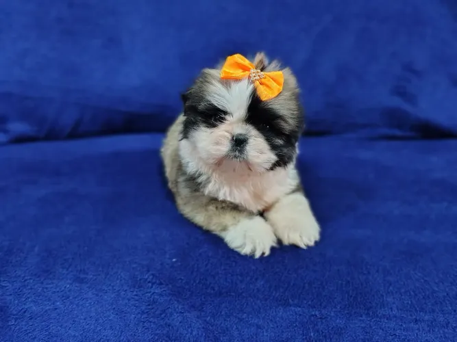 Denguinho