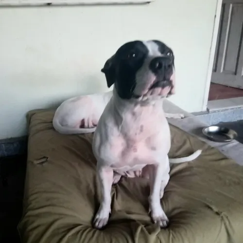 PITBULL FÊMEA DE 11 MESES
