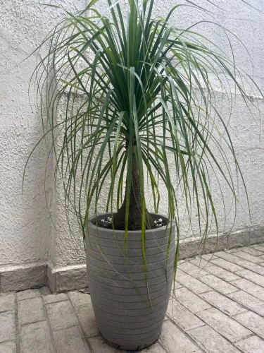 Planta Pata de Elefante 