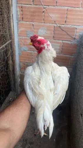 FRANGO ÍNDIO...