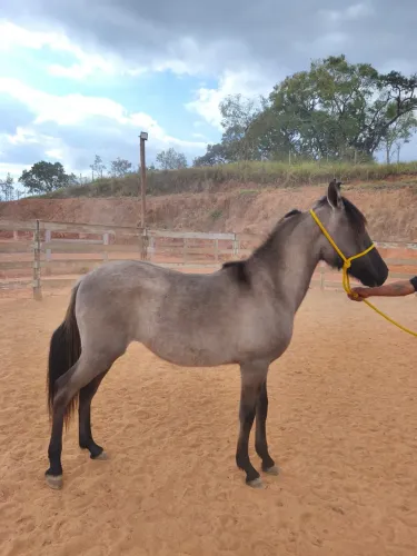 Potro Mangalarga Marchador