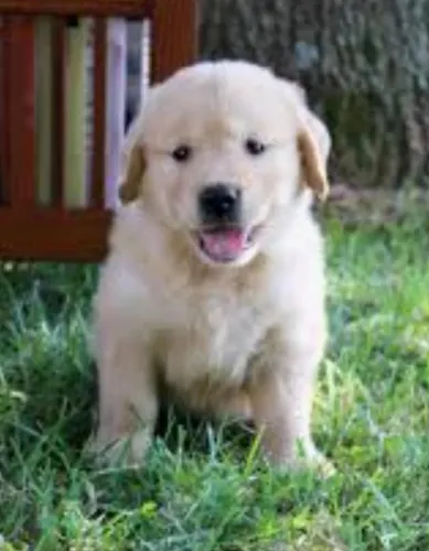 Golden Retriever Filhotes Criação Extremamente Profissional.
