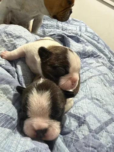Filhotes de buldogue francês