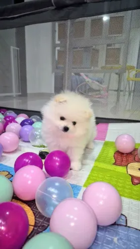 Macho com as vacinas completa Lulu da Pomerânia anão