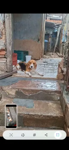 Beagle macho