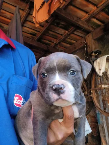 Filhotes de american bully 