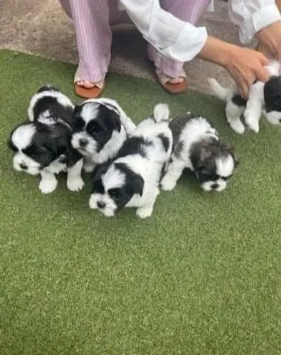 Filhotes de Shih Tzu | Companhia que encanta pela presença.