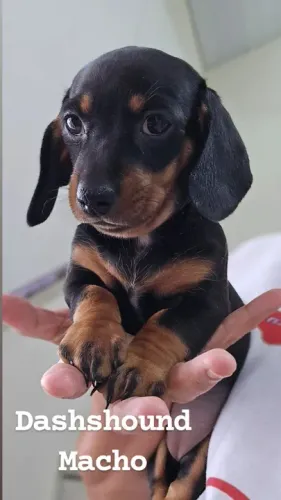 Dashshound MAcho disponivel