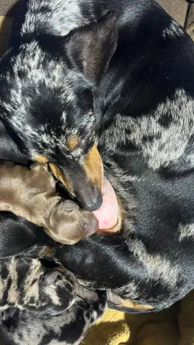 Lindos filhotes de mini linguicinha para reserva 