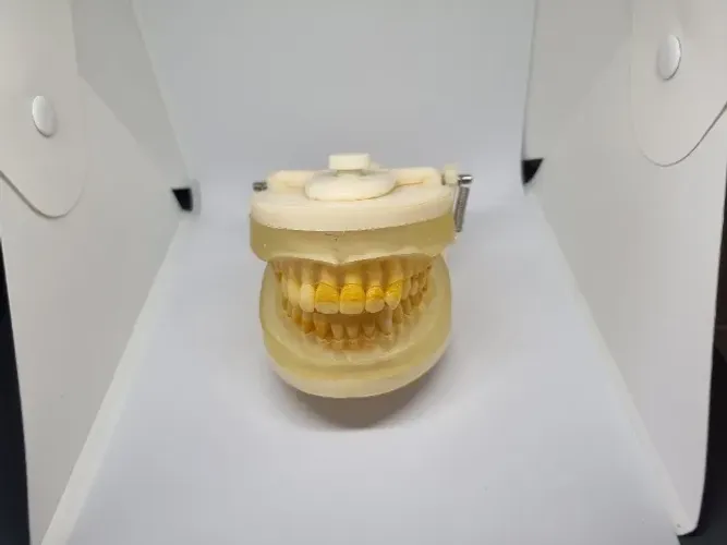 Manequim Odontologico