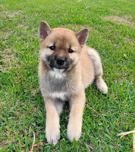 Filhote de Shiba Inu 