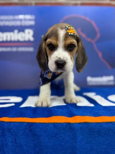beagles a pronta entrega