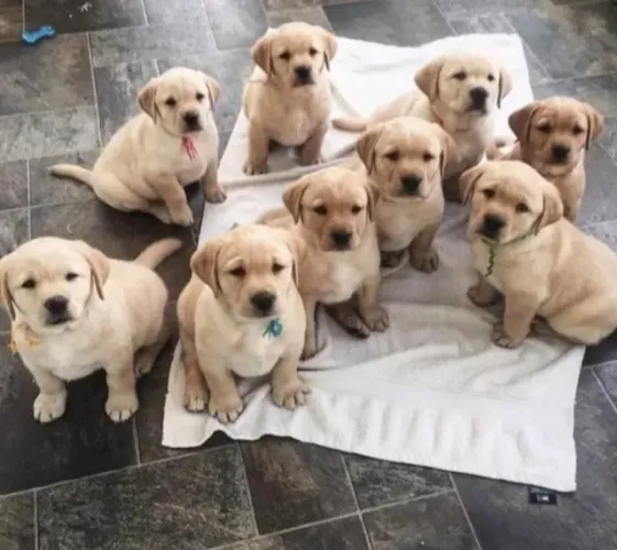 Labrador Chocolate/Preto/Amarelo - todos com Pedigree e assistencia veterianaria gratuita