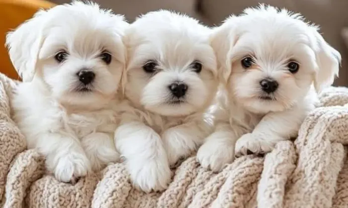 Seu lindo bb de quatro patas de Maltês!!!