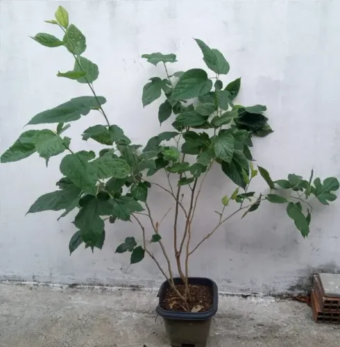 Muda já grande de amora gigante deliciosa