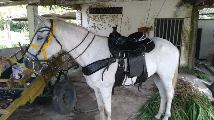 CAVALOS MANGALARGA TRÊS DE MARCHA PICADA. 