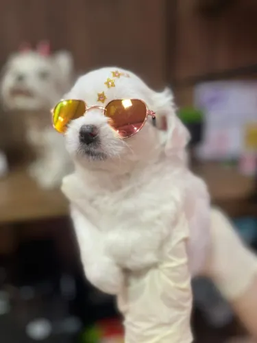 Lhasa Apso Pequeno com genética selecionada e entrega nacional