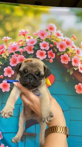 Pug a pronta entrega machos pedigree 