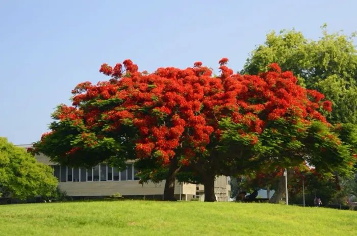 Sementes Árvore Flamboyant. 5 Unidades !